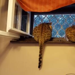 Kultúrmacska Kávézó Veszprém - Egyéb