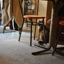 Kultúrmacska Kávézó Veszprém - Belső