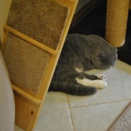 Kultúrmacska Kávézó Veszprém - Egyéb