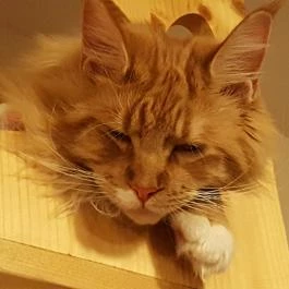 Kultúrmacska Kávézó Veszprém - Egyéb