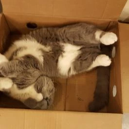 Kultúrmacska Kávézó Veszprém - Egyéb