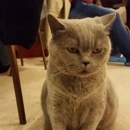 Kultúrmacska Kávézó Veszprém - Egyéb