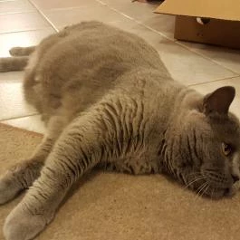 Kultúrmacska Kávézó Veszprém - Egyéb