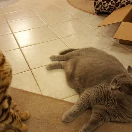 Kultúrmacska Kávézó Veszprém - Egyéb