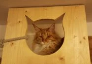 Kultúrmacska Kávézó Veszprém