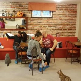 Kultúrmacska Kávézó Veszprém - Belső