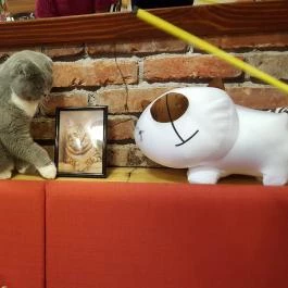 Kultúrmacska Kávézó Veszprém - Belső