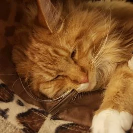 Kultúrmacska Kávézó Veszprém - Belső