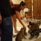 Kultúrmacska Kávézó Veszprém - Belső