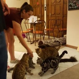 Kultúrmacska Kávézó Veszprém - Belső