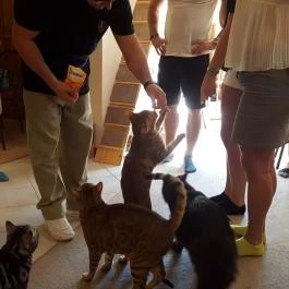 Kultúrmacska Kávézó Veszprém - Belső