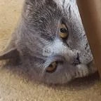 Kultúrmacska Kávézó Veszprém - Belső