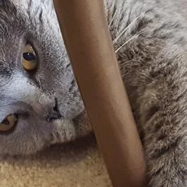 Kultúrmacska Kávézó Veszprém - Belső