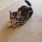 Kultúrmacska Kávézó Veszprém - Belső