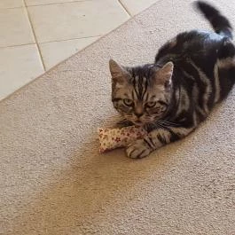 Kultúrmacska Kávézó Veszprém - Belső