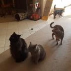 Kultúrmacska Kávézó Veszprém - Belső