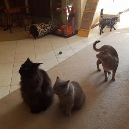 Kultúrmacska Kávézó Veszprém - Belső