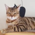 Kultúrmacska Kávézó Veszprém - Belső