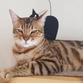 Kultúrmacska Kávézó Veszprém - Belső