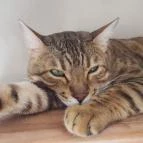 Kultúrmacska Kávézó Veszprém - Belső