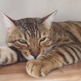 Kultúrmacska Kávézó Veszprém - Belső