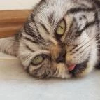 Kultúrmacska Kávézó Veszprém - Belső