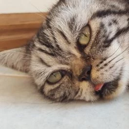 Kultúrmacska Kávézó Veszprém - Belső