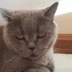 Kultúrmacska Kávézó Veszprém - Belső