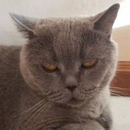 Kultúrmacska Kávézó Veszprém - Belső