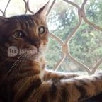 Kultúrmacska Kávézó Veszprém - Belső