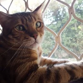 Kultúrmacska Kávézó Veszprém - Belső