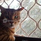 Kultúrmacska Kávézó Veszprém - Belső