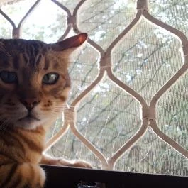 Kultúrmacska Kávézó Veszprém - Belső