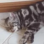 Kultúrmacska Kávézó Veszprém - Belső