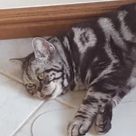 Kultúrmacska Kávézó Veszprém - Belső