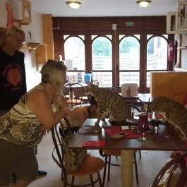 Kultúrmacska Kávézó Veszprém - Belső