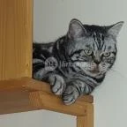 Kultúrmacska Kávézó Veszprém - Belső