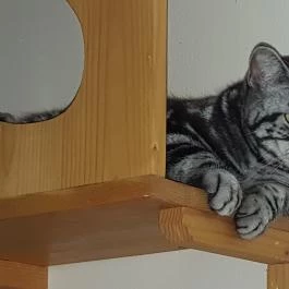 Kultúrmacska Kávézó Veszprém - Belső