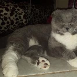 Kultúrmacska Kávézó Veszprém - Belső