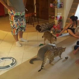 Kultúrmacska Kávézó Veszprém - Belső