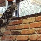 Kultúrmacska Kávézó Veszprém - Egyéb