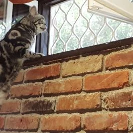 Kultúrmacska Kávézó Veszprém - Egyéb