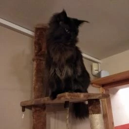 Kultúrmacska Kávézó Veszprém - Belső