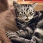 Kultúrmacska Kávézó Veszprém - Belső