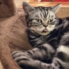 Kultúrmacska Kávézó Veszprém - Belső