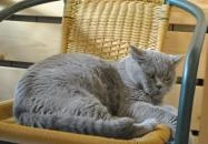 Kultúrmacska Kávézó Veszprém