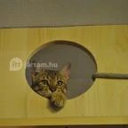 Kultúrmacska Kávézó Veszprém - Egyéb