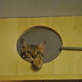 Kultúrmacska Kávézó Veszprém - Egyéb