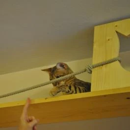 Kultúrmacska Kávézó Veszprém - Egyéb