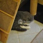 Kultúrmacska Kávézó Veszprém - Egyéb